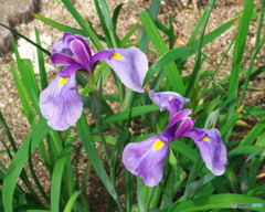 高瀬裏川水際緑地の菖蒲