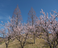職場近くのあんず