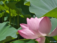 大賀蓮３