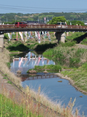 川に映える鯉のぼり２