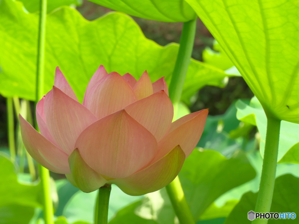 肥後古代の森・鹿央　蓮Ⅰ