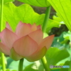 肥後古代の森・鹿央　蓮Ⅰ
