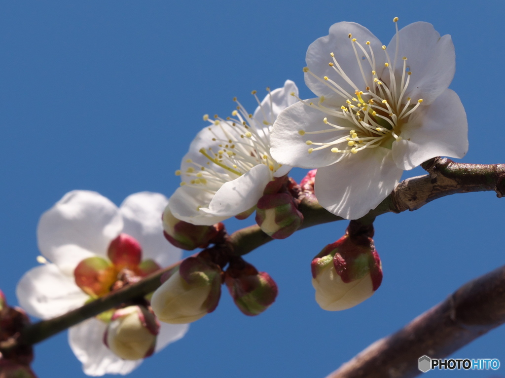 梅の花Ⅱ