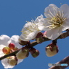 梅の花Ⅱ