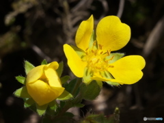 土手の黄色い花