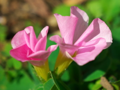 庭の花