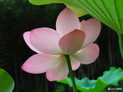 大賀蓮１