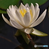 白い睡蓮１
