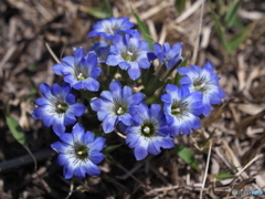 阿蘇の草千里　りんどう