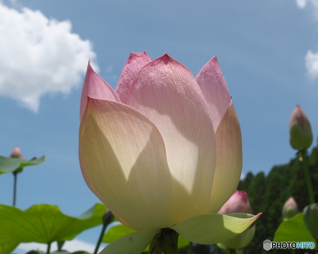 山ノ頭ハス園Ⅱ