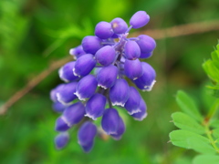 庭の紫の花