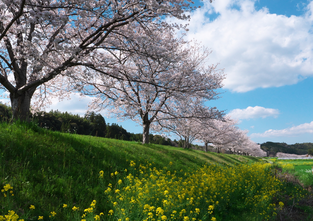 雲と桜と菜の花