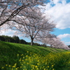 雲と桜と菜の花