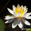 晴天の白睡蓮