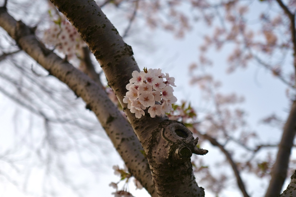 桜のボール
