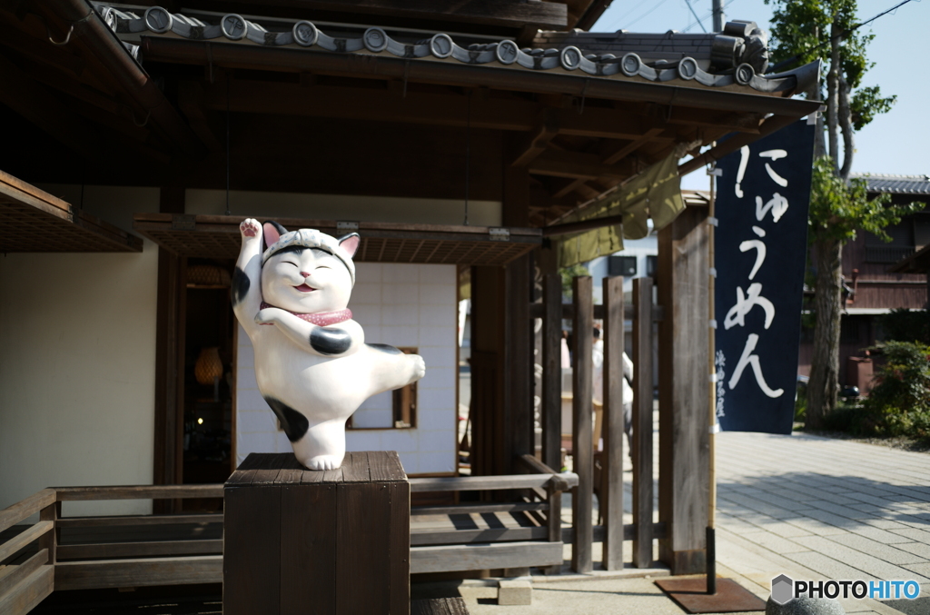 にゅーめん屋さんの看板猫ちゃん