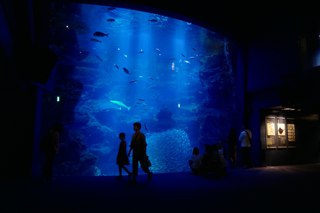 水族館の大水槽