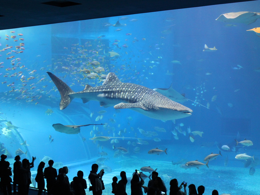 大きな水ののシアター