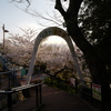 須磨浦公園の桜