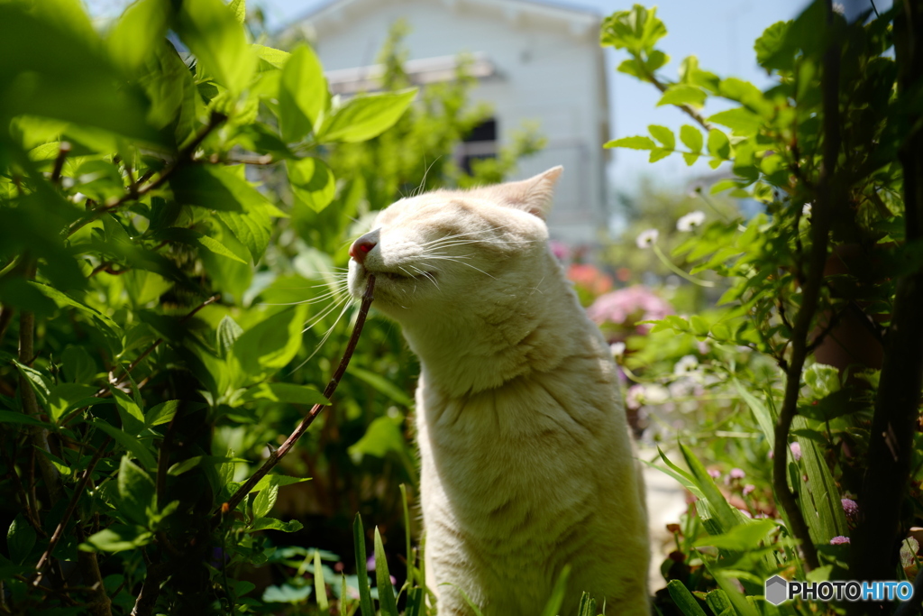 猫の散歩