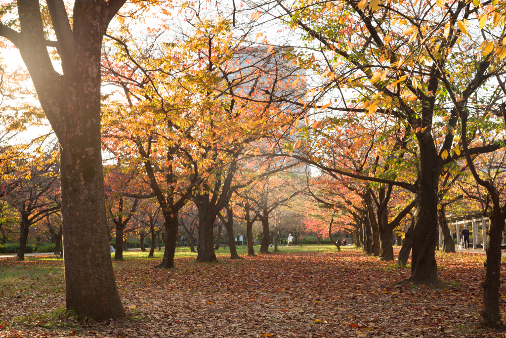 大阪城公園の木々