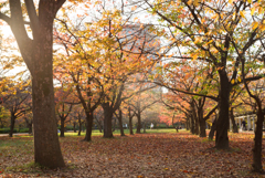 大阪城公園の木々