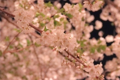 夜桜