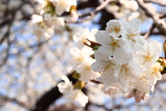 桜咲