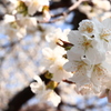 桜咲