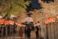 三嶋大社の夜桜