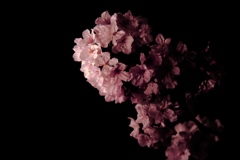 夜桜