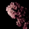 夜桜