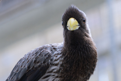 花鳥園②