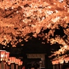 三嶋大社の夜桜