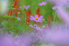秋桜