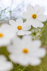 秋桜4