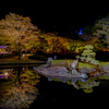 紅葉と夜池