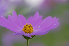 秋桜3