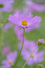 秋桜2