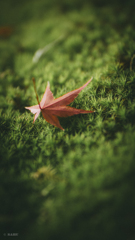 20201112-_DSC3030