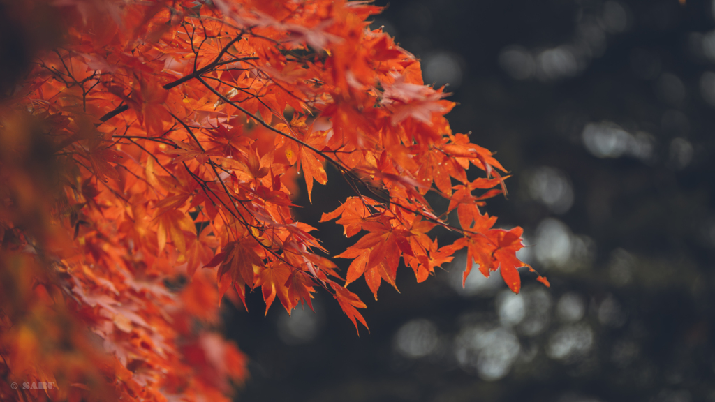 神護寺の紅葉狩り5