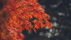 神護寺の紅葉狩り5