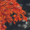神護寺の紅葉狩り5