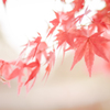 神護寺の紅葉狩り3