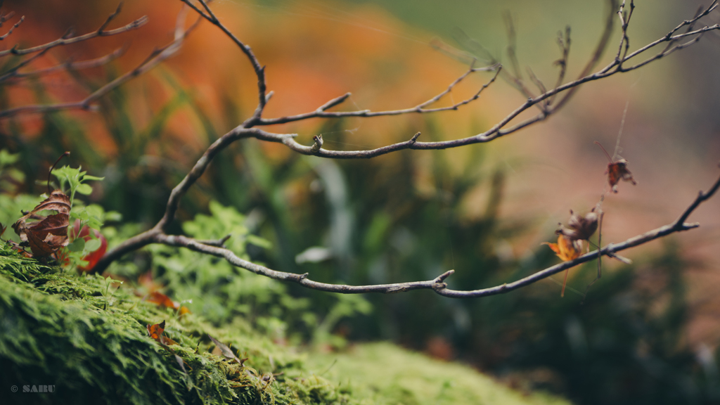 20201112-_DSC2932