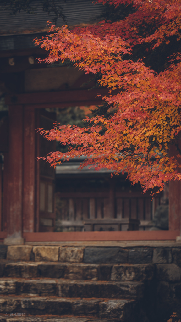 神護寺の紅葉狩り4