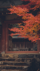 神護寺の紅葉狩り4