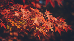 紅葉