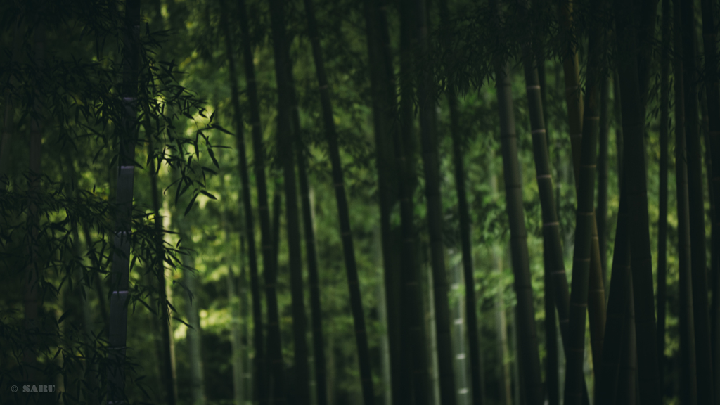 竹林