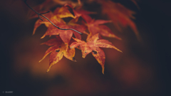 神護寺の紅葉狩り２